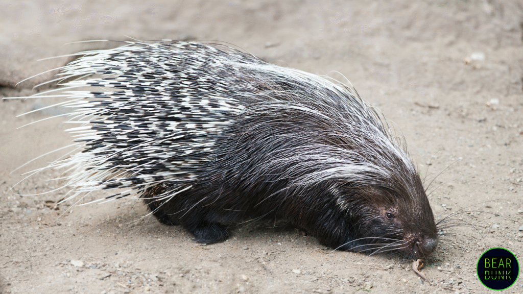 African Crested Porcupine