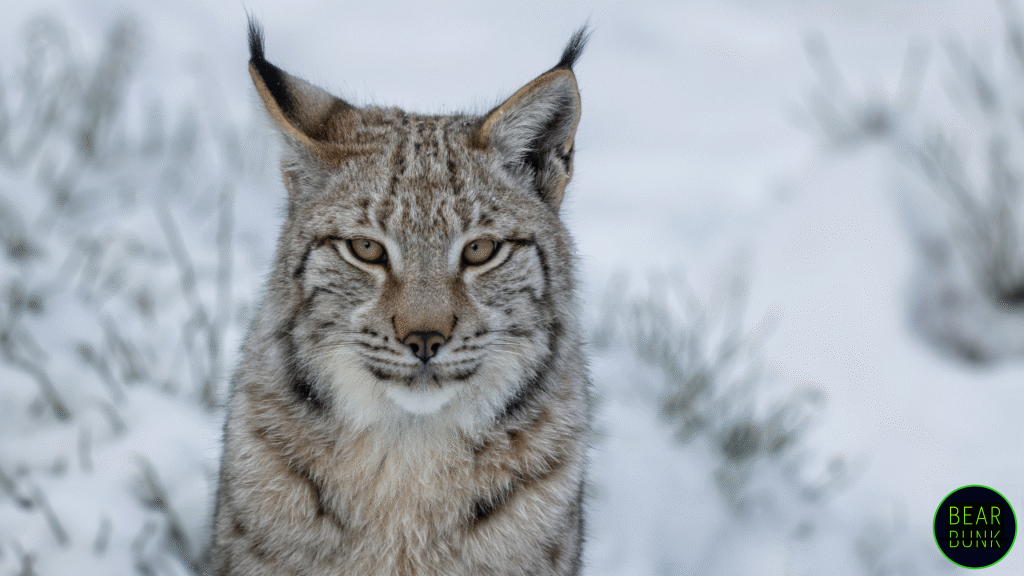 The Lynx