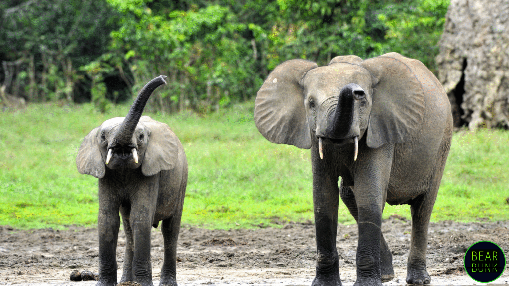 African Forest Elephant