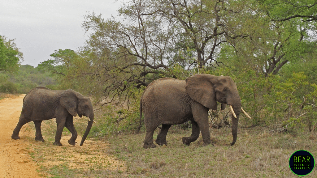 African Savanna Elephant