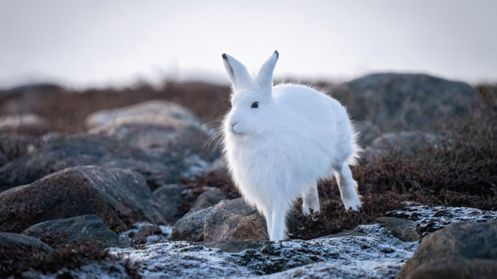 Arctic Hare