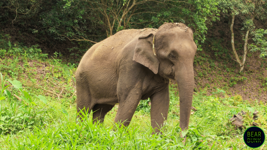 Asian Elephant