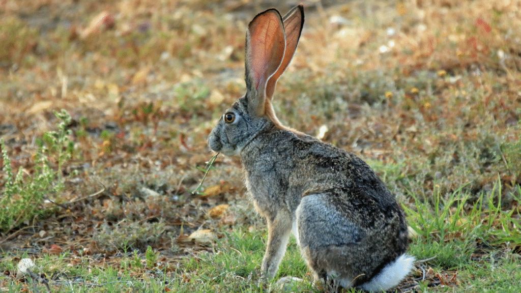 Cape Hare