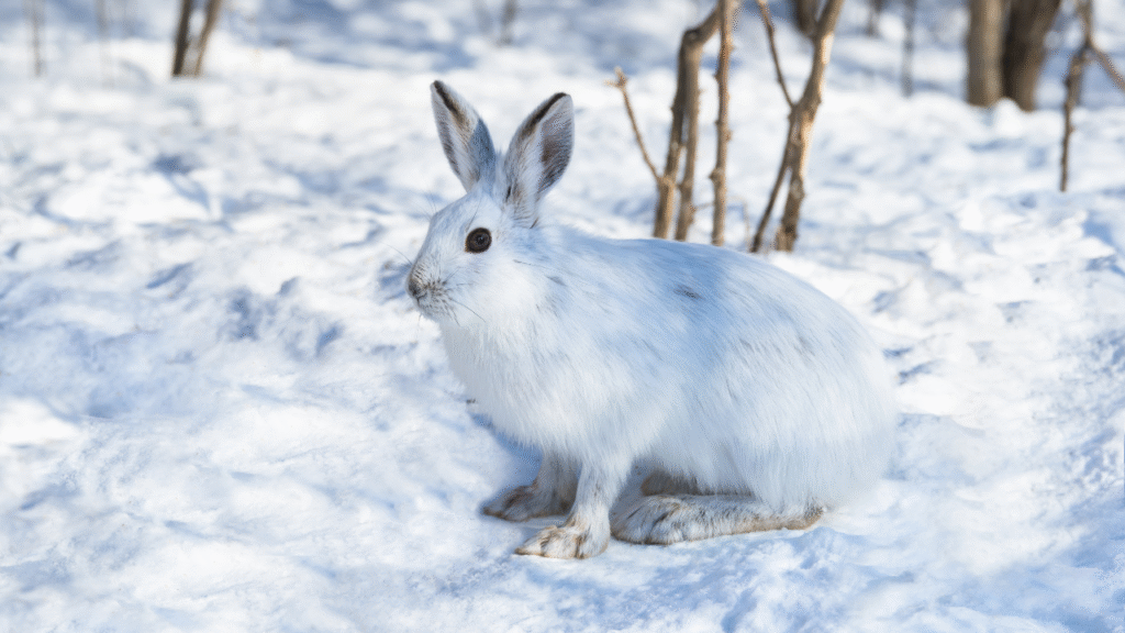 Snowshoe Hare