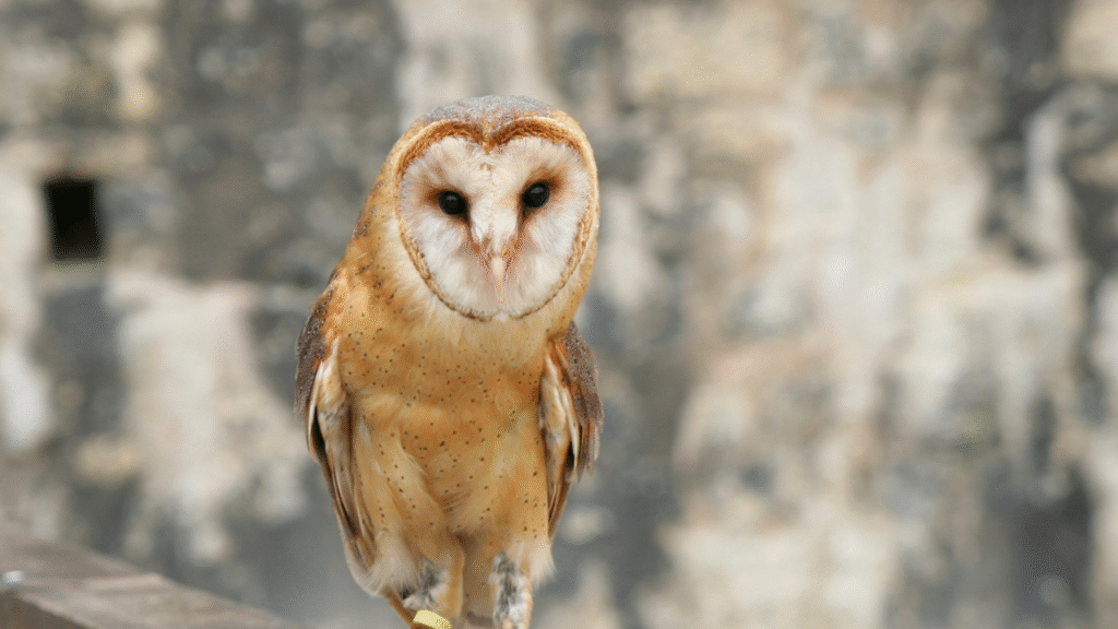 Tytonidae Owl