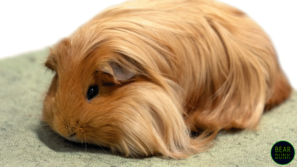 Peruvian Guinea Pig