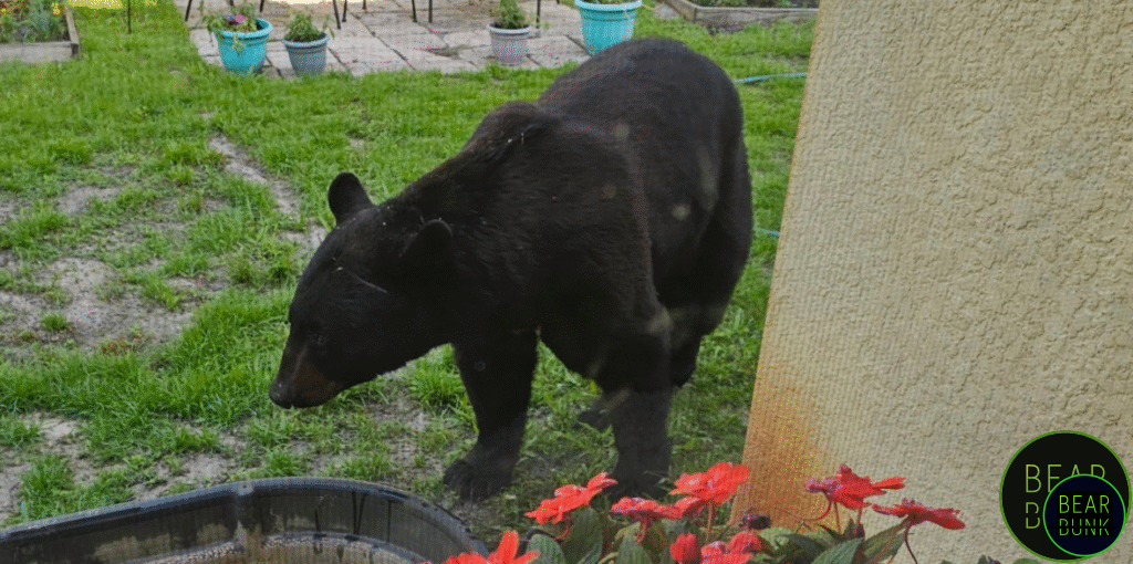Image of Black Bear at water trough for the Backyard Wildlife Watching Guide post  