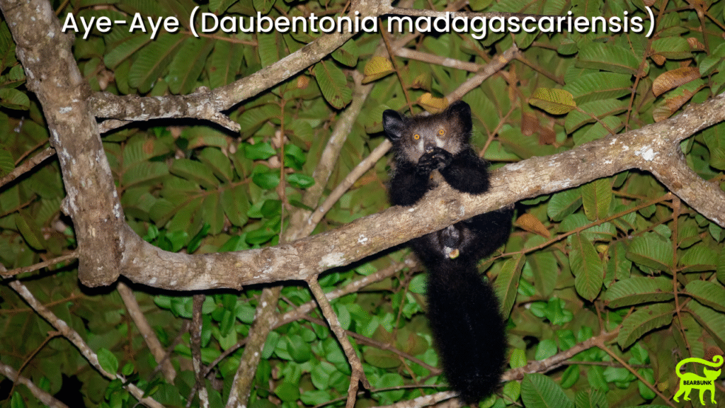 Aye-Aye (Daubentonia madagascariensis)