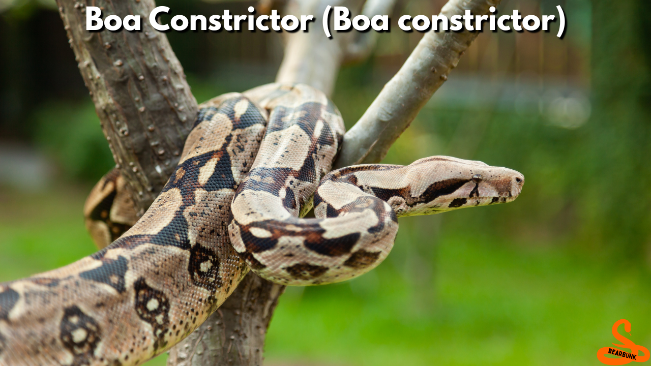Boa Constrictor (Boa constrictor)