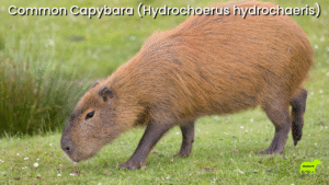 Common Capybara (Hydrochoerus hydrochaeris)