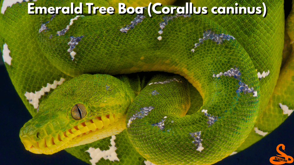 Emerald Tree Boa (Corallus caninus)