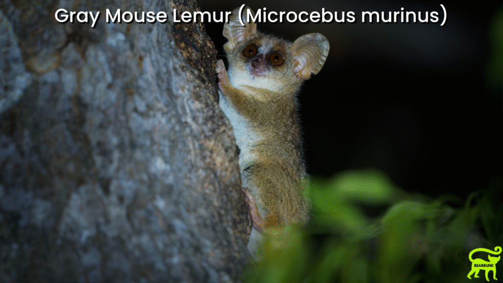 Gray Mouse Lemur (Microcebus murinus)