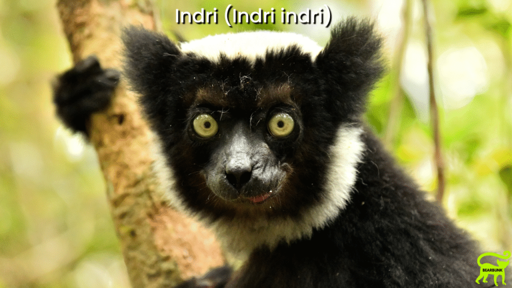 Indri (Indri indri)