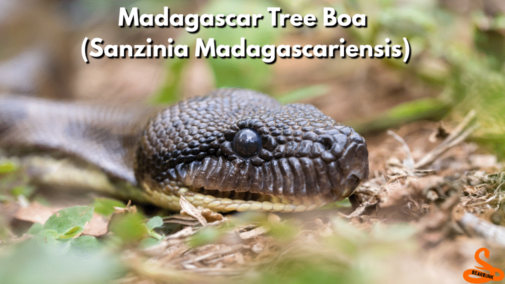Madagascar Tree Boa (Sanzinia madagascariensis)