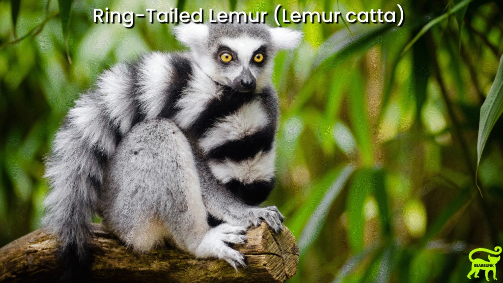 Ring-Tailed Lemur (Lemur catta)