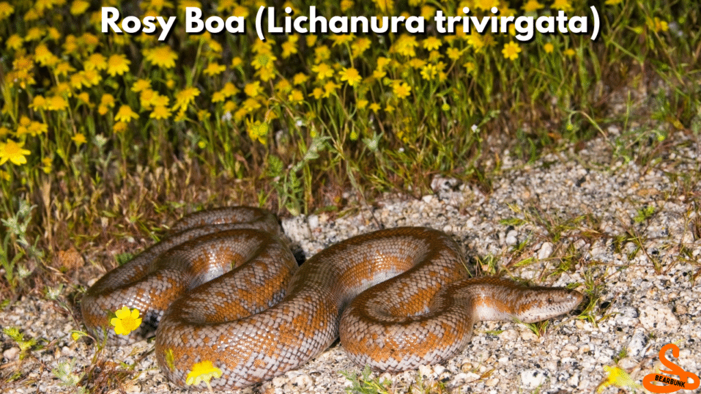 Rosy Boa (Lichanura trivirgata)