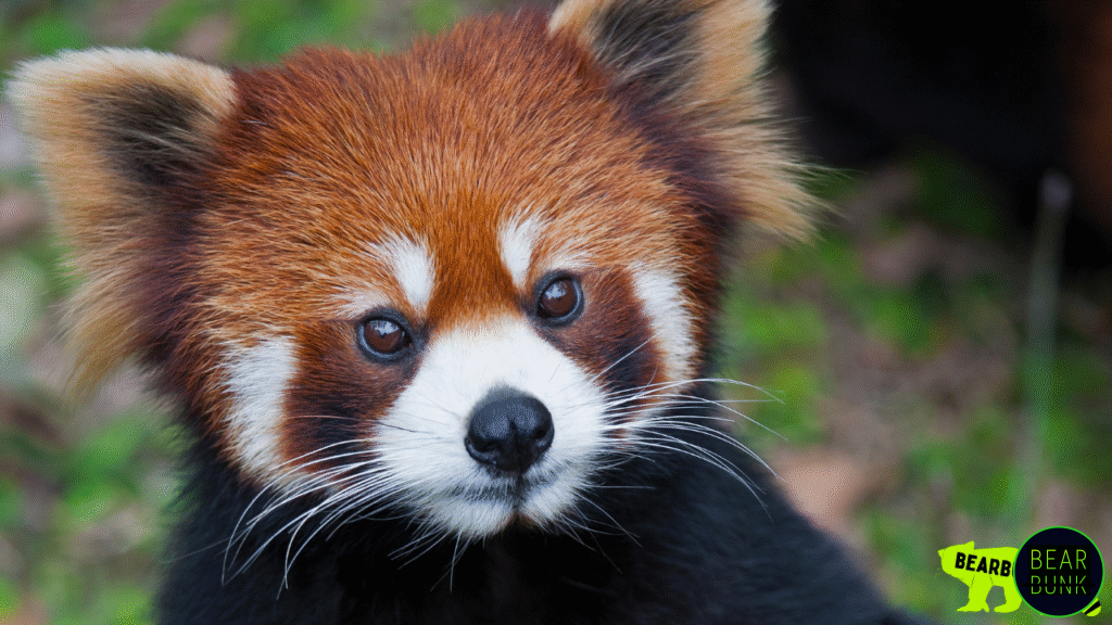 Styan’s Red Panda (Ailurus fulgens styani)