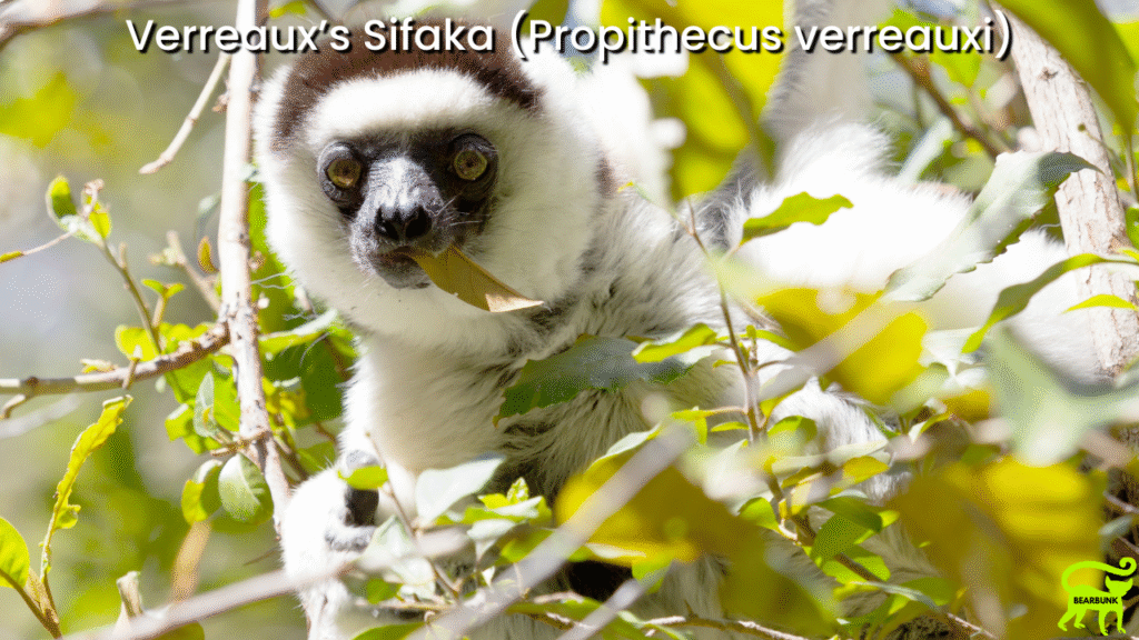 Verreaux’s Sifaka (Propithecus verreauxi)