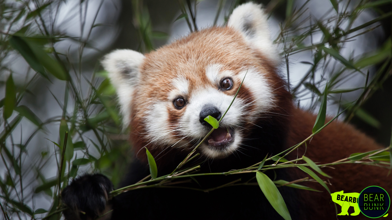 Western Red Panda (Ailurus fulgens fulgens)