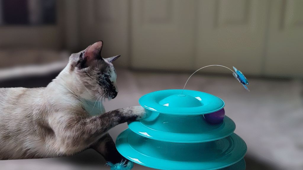 Coco Cat playing with her toy