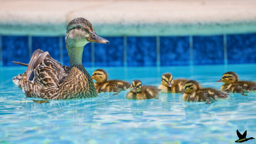 Mama with baby Mallard Ducks
