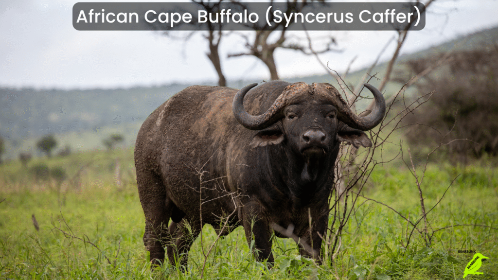 African Cape Buffalo (Syncerus Caffer)