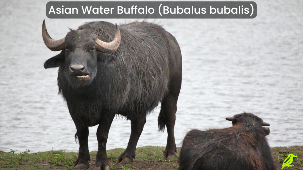 Asian Water Buffalo (Bubalus bubalis)