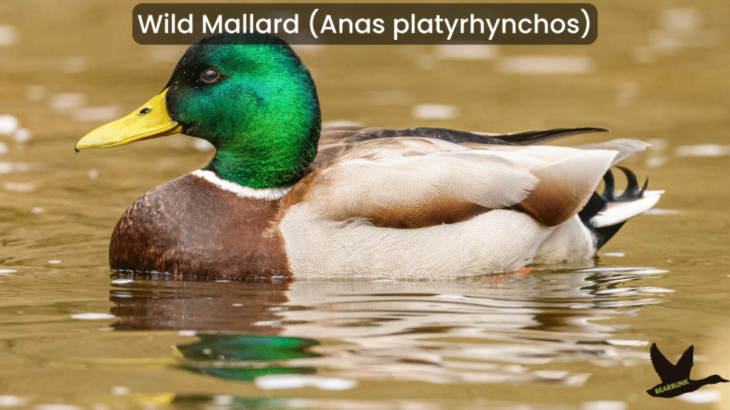 Wild Mallard (Anas platyrhynchos)
