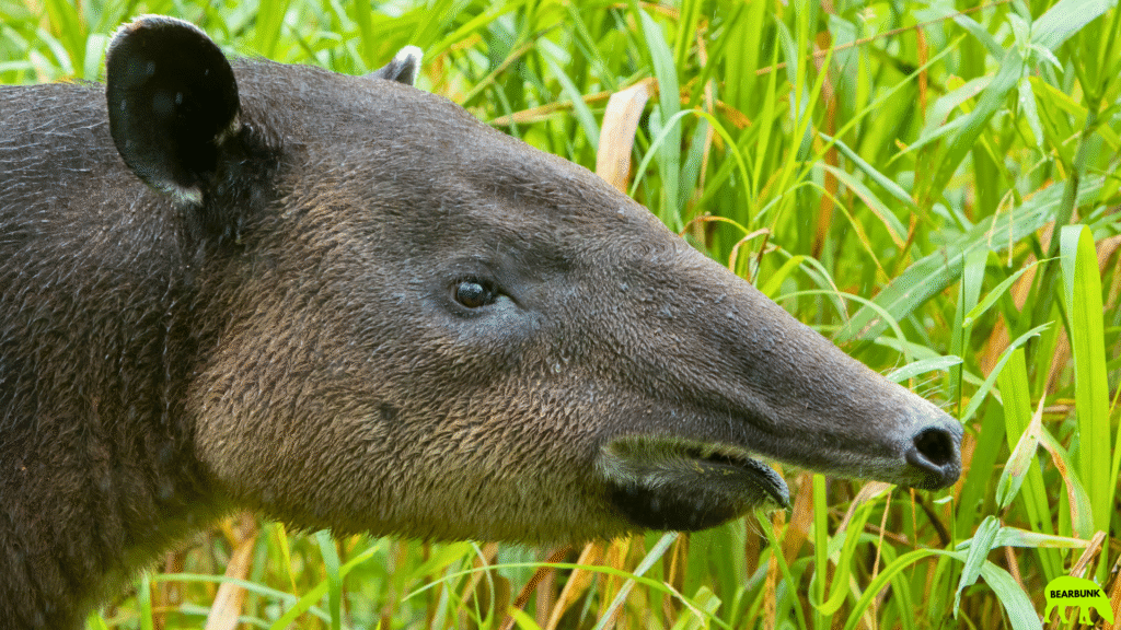 Tapir