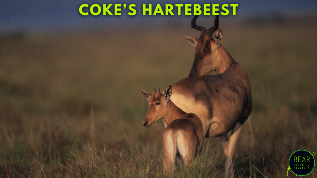 Coke’s Hartebeest