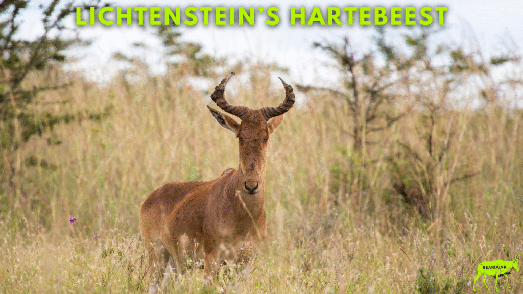 Lichtenstein’s Hartebeest