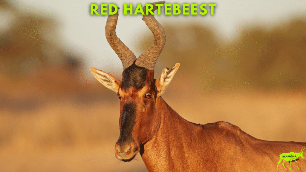 Red Hartebeest