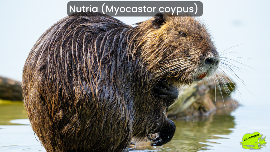 Nutria