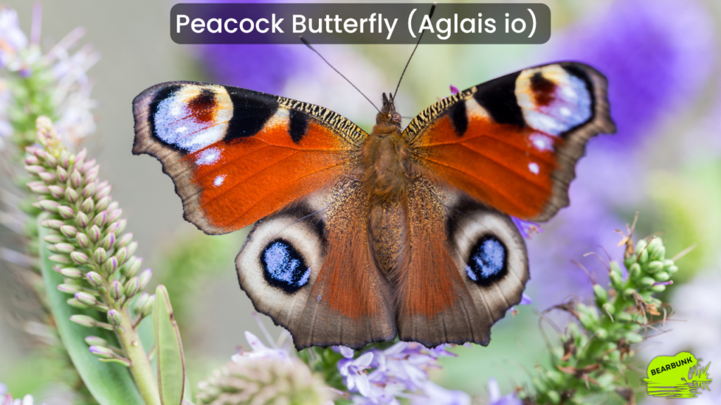 **Common Name:** Peacock Butterfly
*Scientific Name:* *Aglais io*

A colorful butterfly famous for its giant eye-like wing markings and dramatic camouflage.
