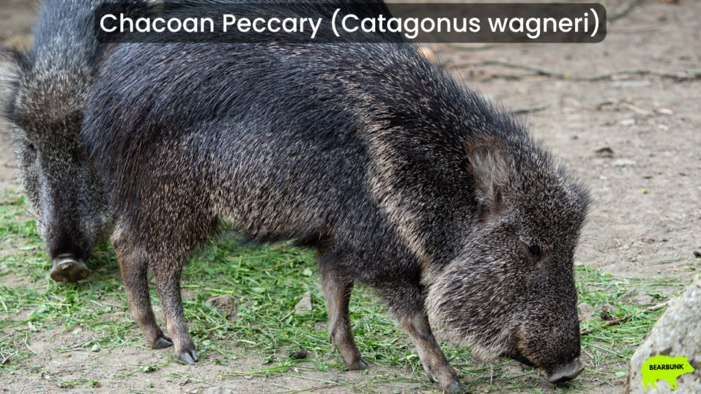 Chacoan Peccary (Catagonus wagneri)