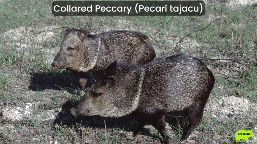 Collared Peccary (Pecari tajacu)