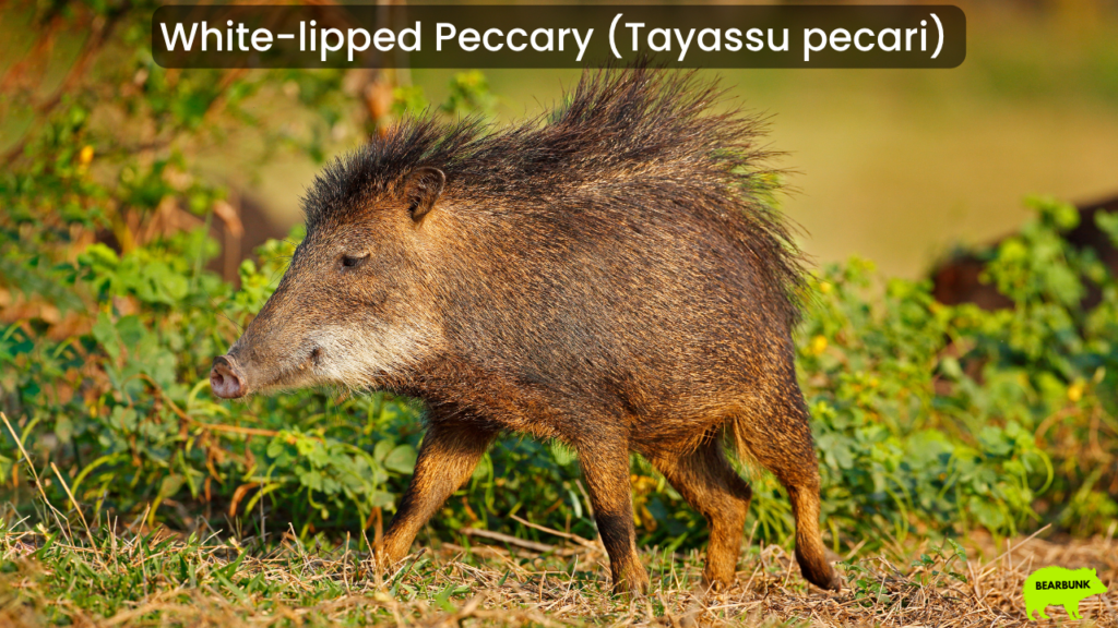 White-lipped Peccary (Tayassu pecari)