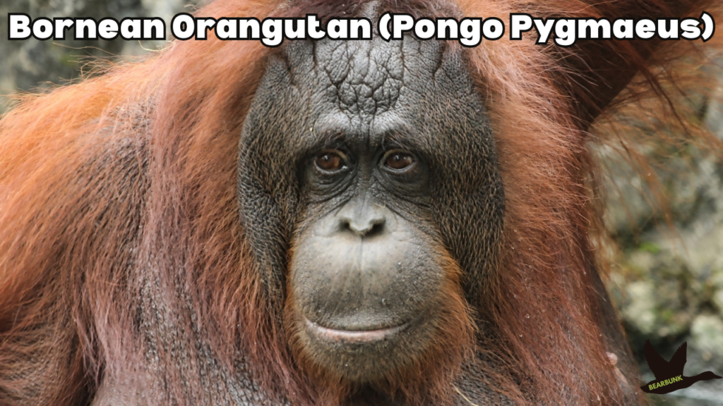 Bornean orangutan (Pongo pygmaeus)