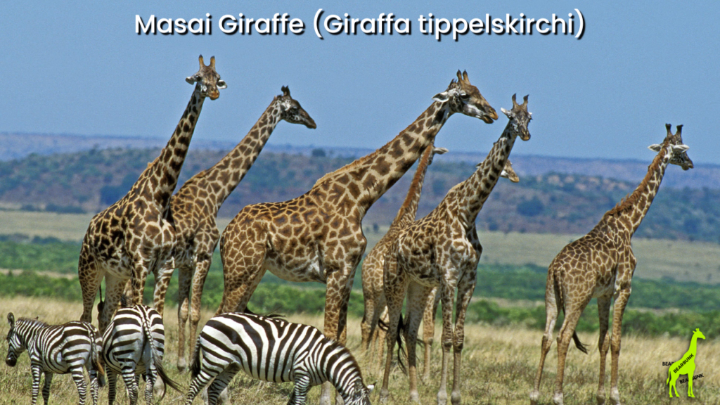 Masai Giraffe (Giraffa tippelskirchi)