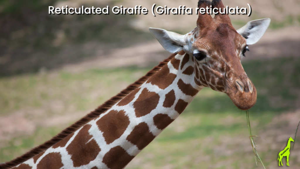 Reticulated Giraffe (Giraffa reticulata)