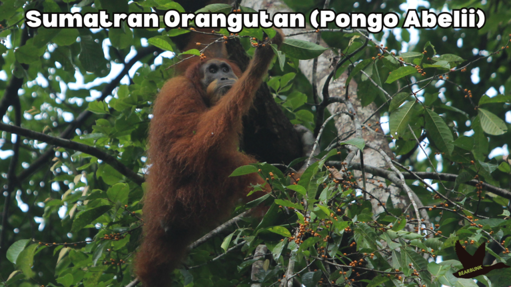 Sumatran orangutan (Pongo abelii)