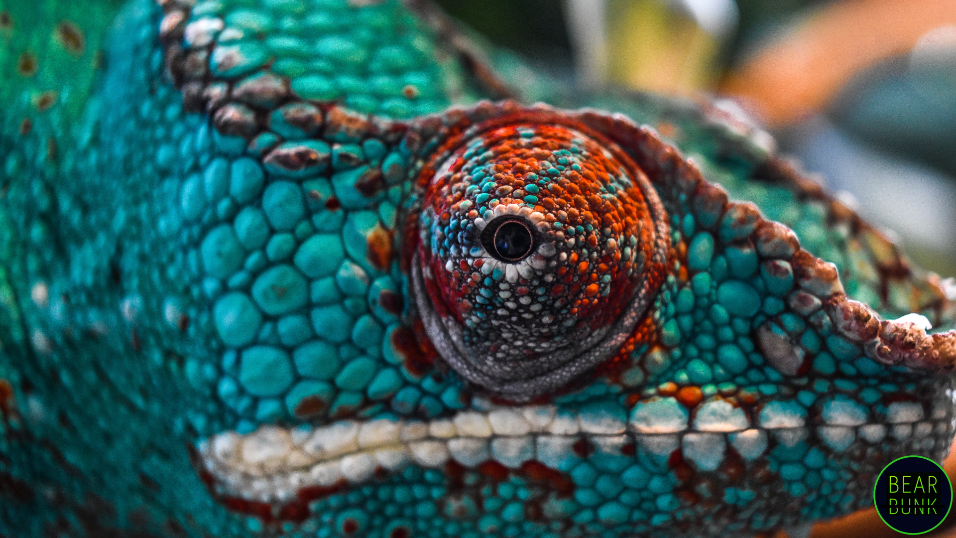 Beyond Camouflage: Secrets of Chameleon's Color Changes - BearBunk