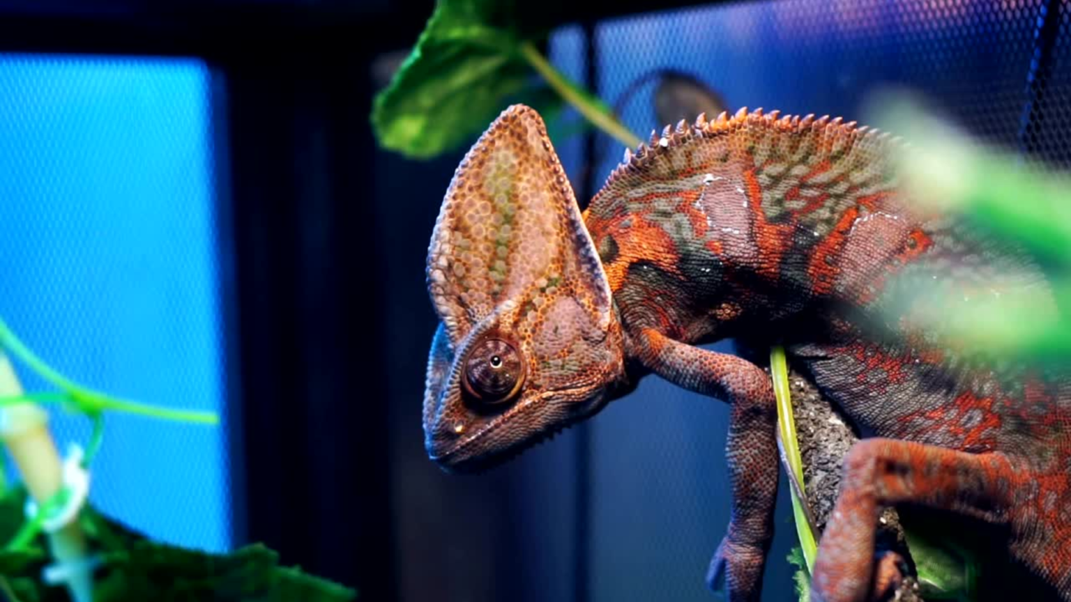 Beyond Camouflage: Secrets of Chameleon's Color Changes - BearBunk