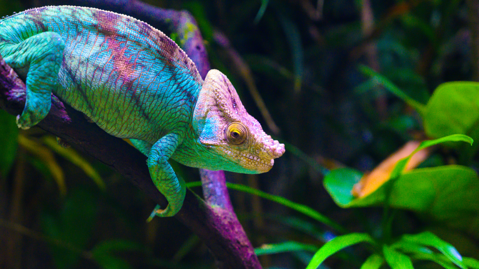 Beyond Camouflage: Secrets of Chameleon's Color Changes - BearBunk