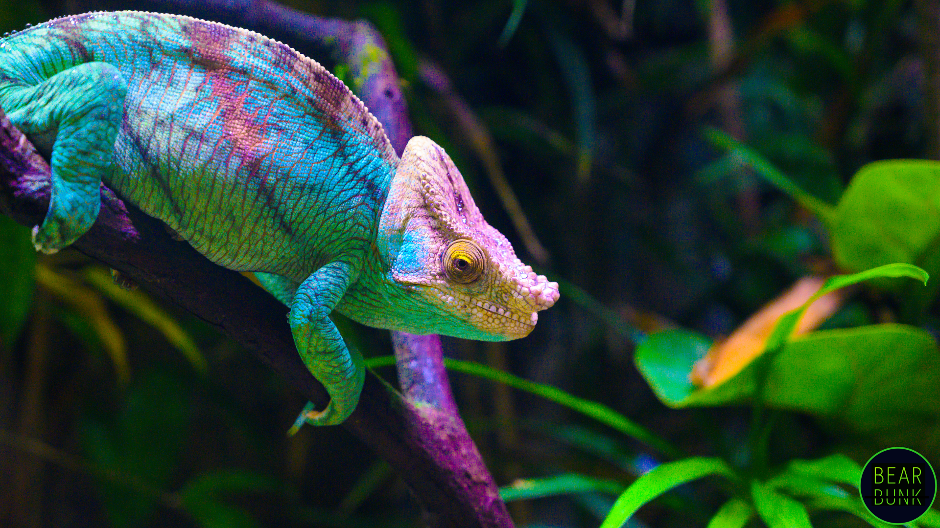 Beyond Camouflage: Secrets of Chameleon's Color Changes - BearBunk