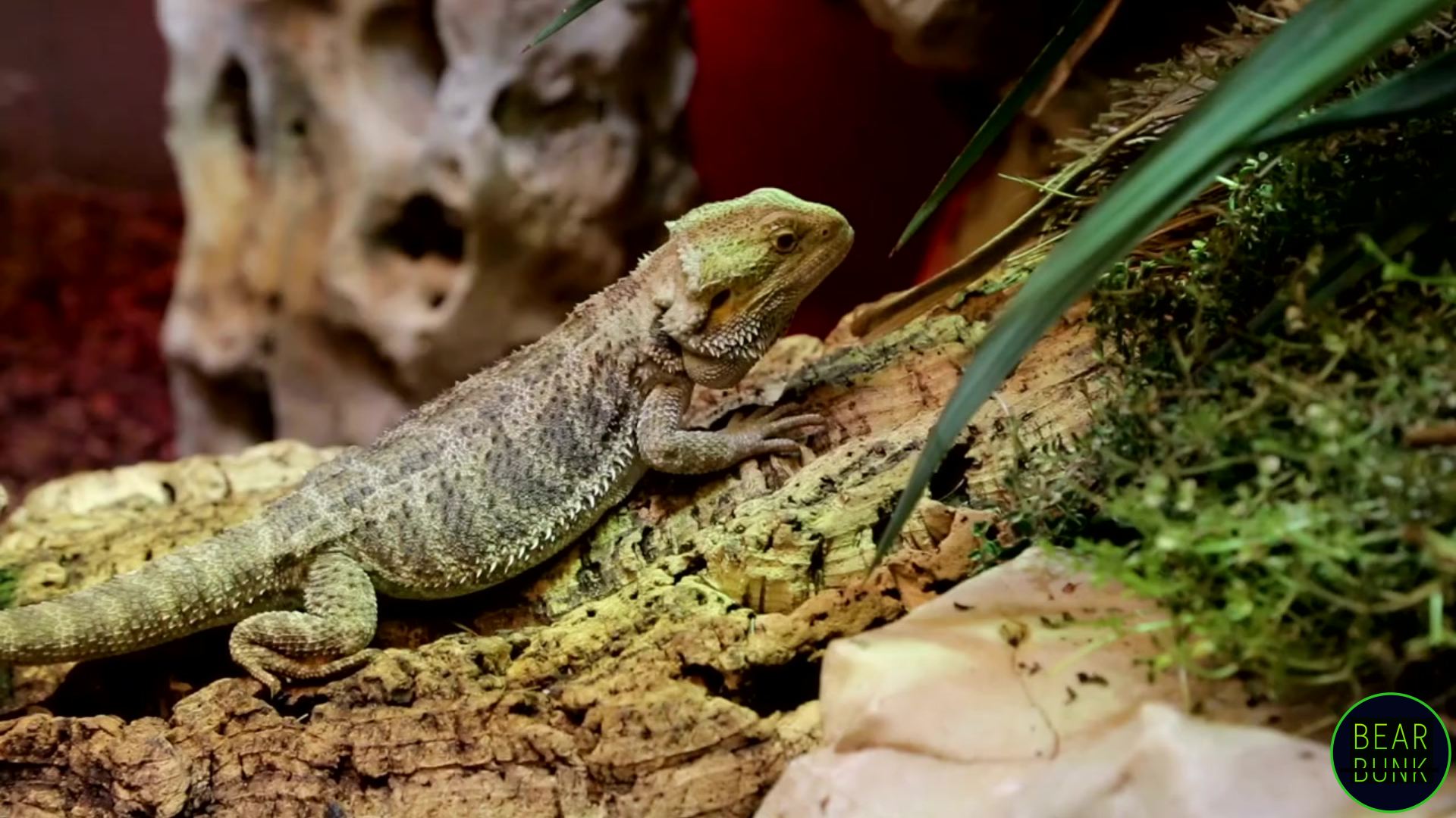 Beyond Camouflage: Secrets of Chameleon's Color Changes - BearBunk