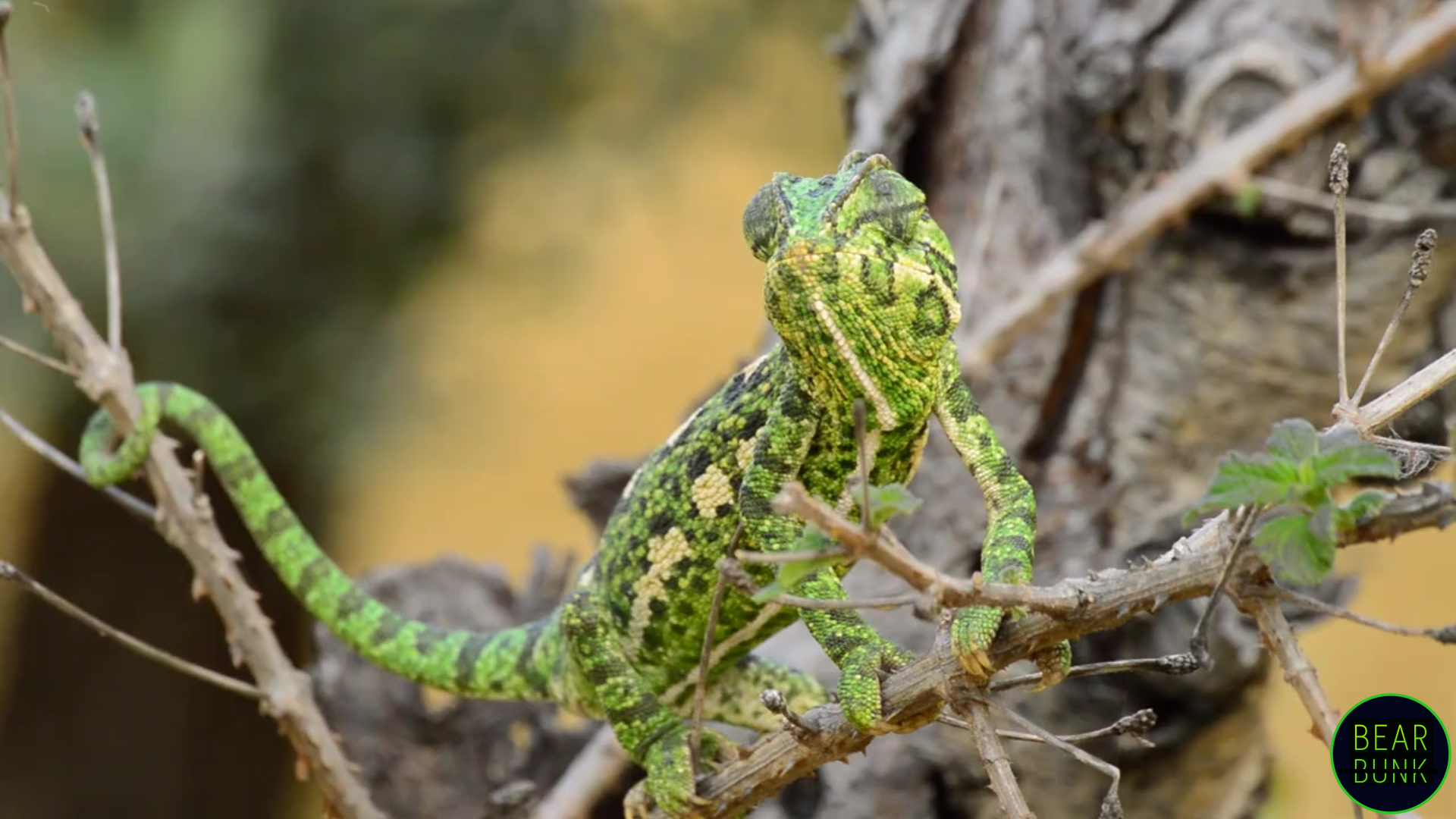 Beyond Camouflage: Secrets of Chameleon's Color Changes - BearBunk