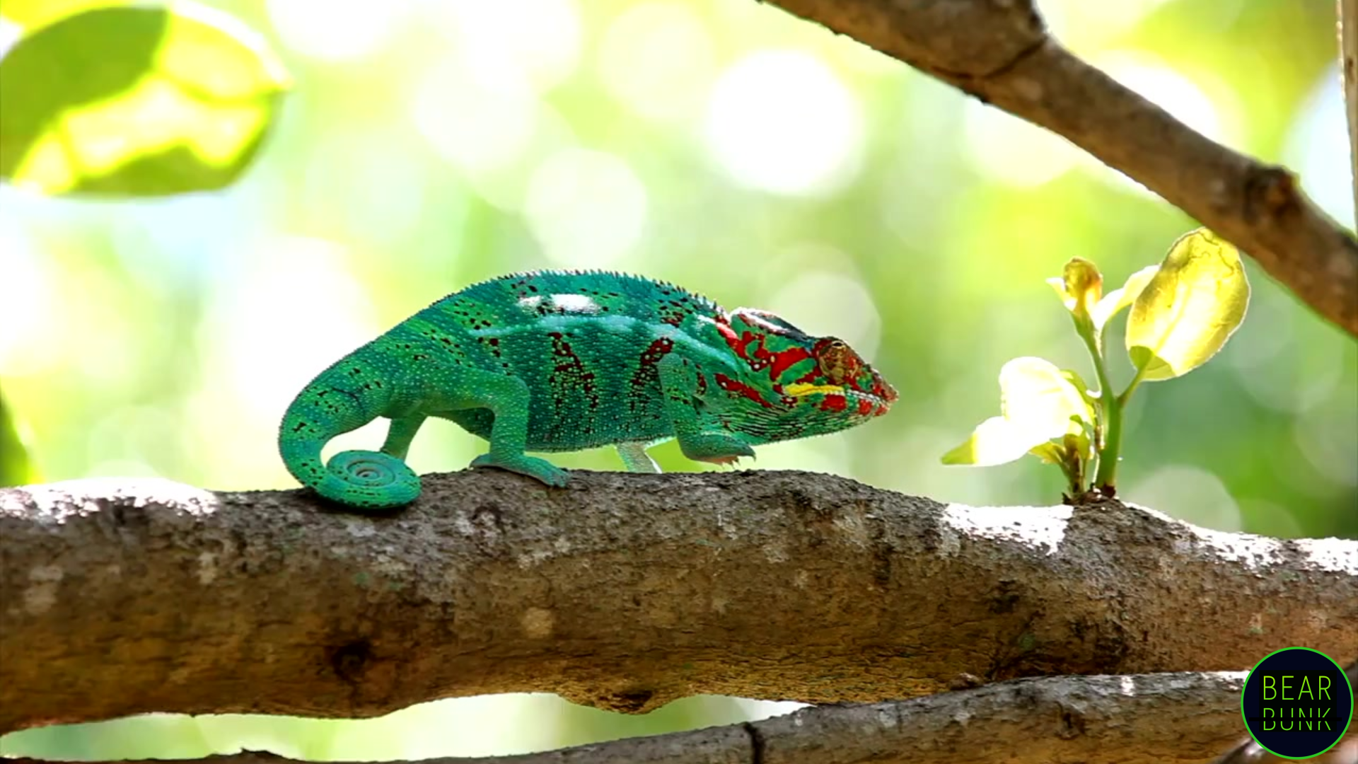 Beyond Camouflage: Secrets of Chameleon's Color Changes - BearBunk