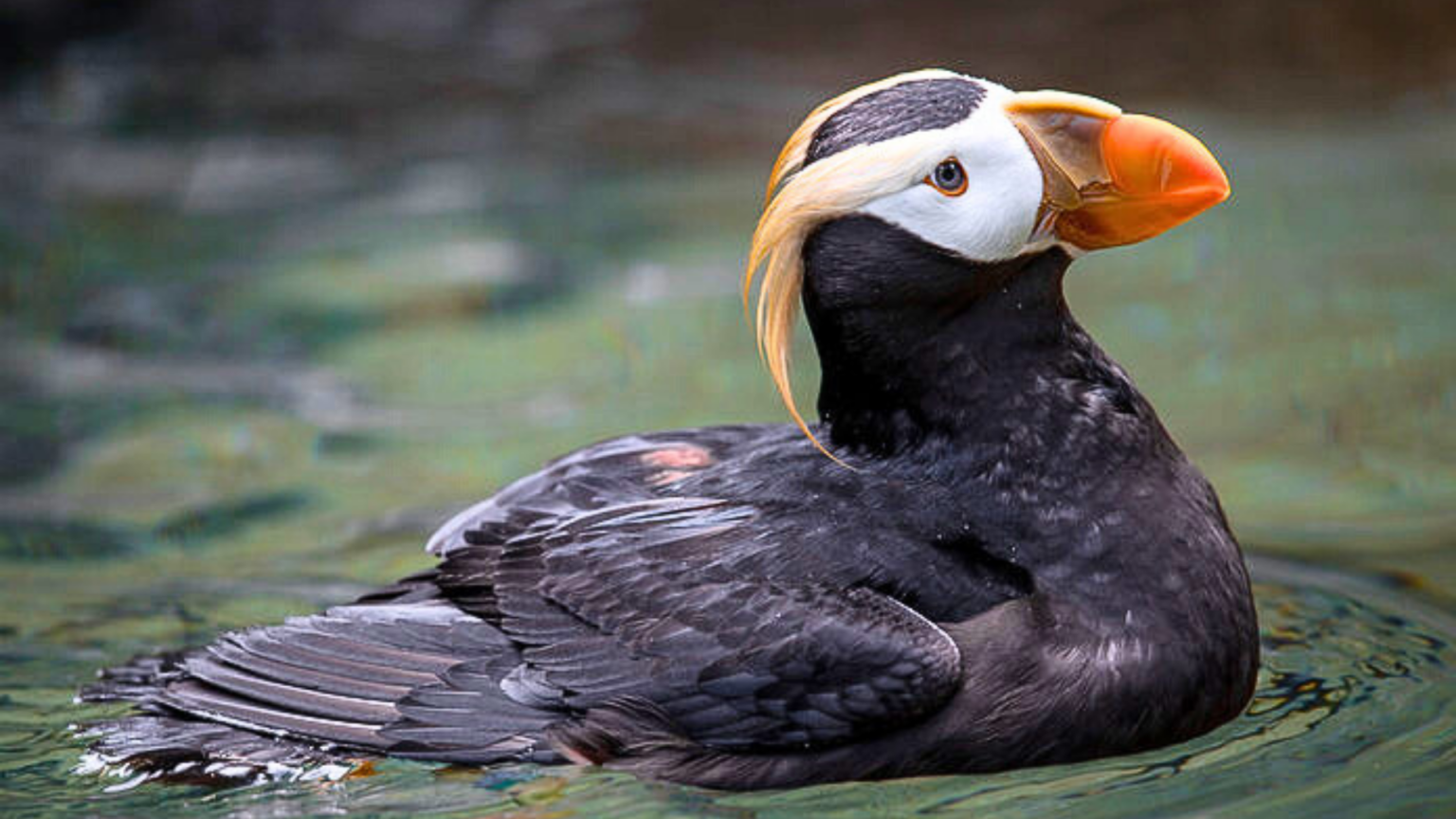 The Incredible World of Puffins: Fun Facts & Amazing Adaptations