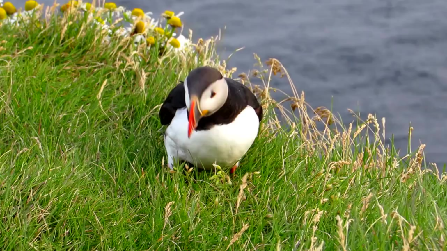 The Incredible World of Puffins: Fun Facts & Amazing Adaptations